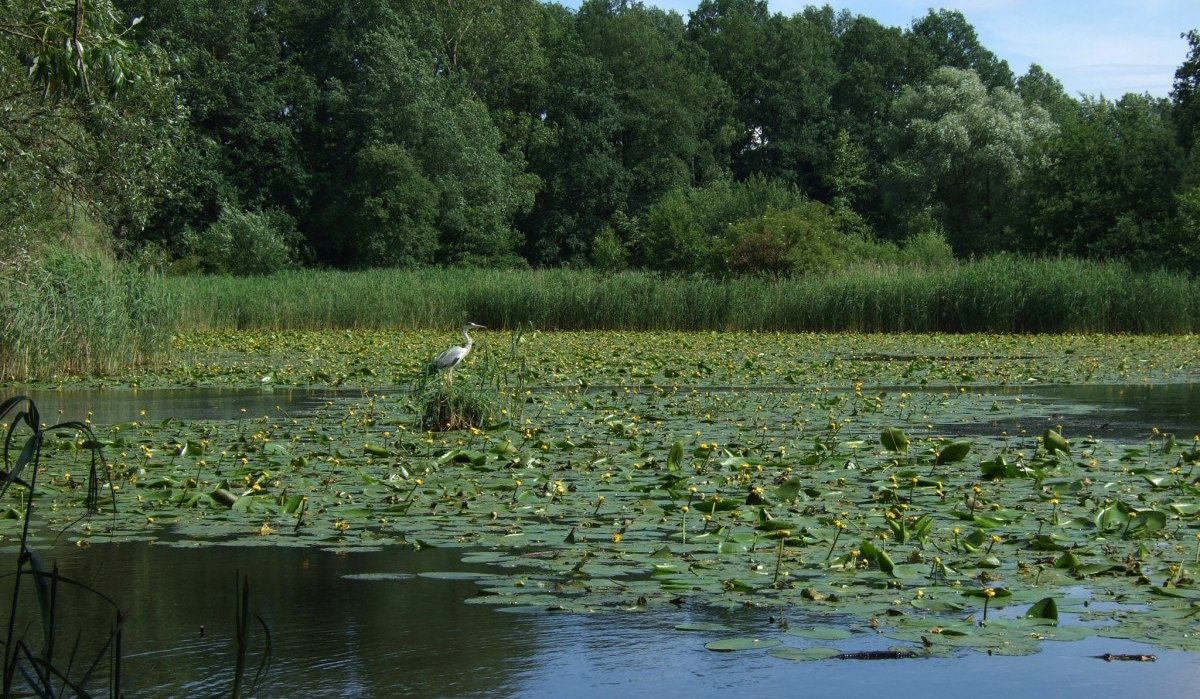 Ein Reiher steht auf einer kleinen Insel im Charlottensee, umgeben von Seerosen und dichtem Wald im Hintergrund., © Landkreis Göppingen Ein Reiher steht auf einer kleinen Insel im Charlottensee, umgeben von Seerosen und dichtem Wald im Hintergrund., © Landkreis Göppingen