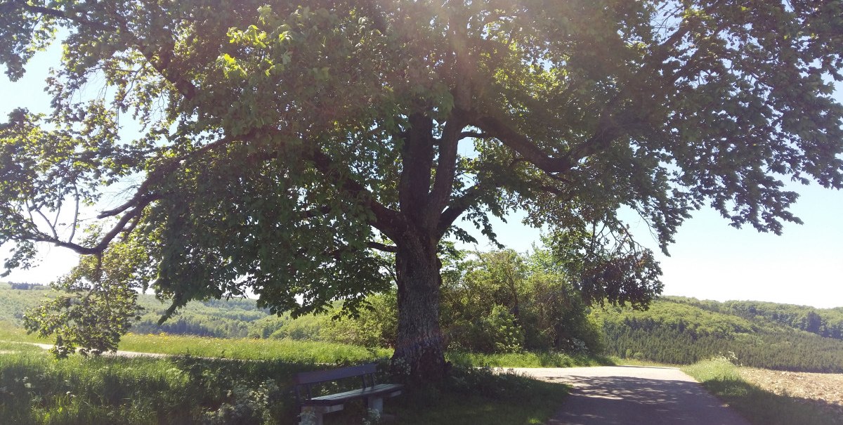 Großer Baum mit ausladenden Ästen und Bank darunter, an einem sonnigen Tag in einer grünen Landschaft., © Bad Urach Tourismus