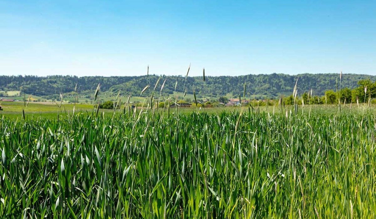 Ein grünes Feld mit hohem Gras vor einer Kulisse aus bewaldeten Hügeln und blauem Himmel.