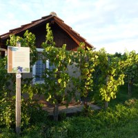 Ein kleines Holzhäuschen steht in einem Weinberg. Eine Infotafel erklärt den Weinlehrpfad Horrheim. Die Sonne beleuchtet die Reben., © Land der 1000 Hügel - Kraichgau-Stromberg
