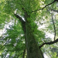Blick von unten auf einen gro&szlig;en Baum im Wald. Das dichte Bl&auml;tterdach l&auml;sst Sonnenlicht durchscheinen., &copy; Sigle-Rannenberger