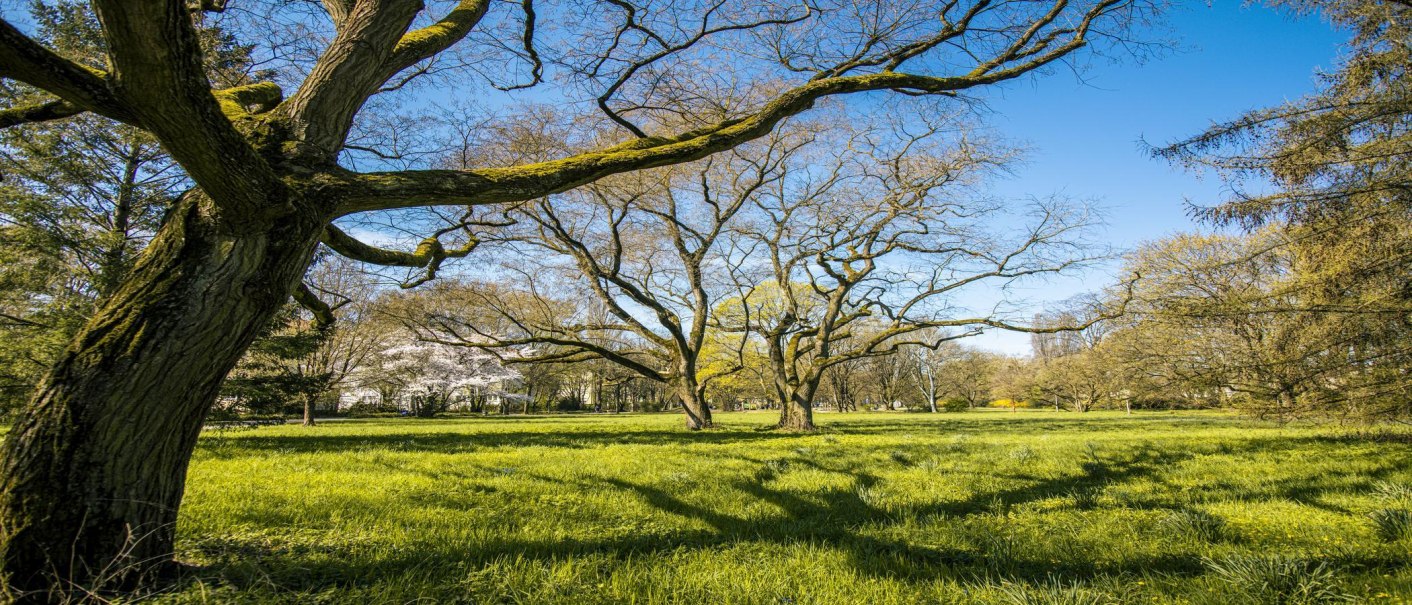 Grüne Wiese mit großen, verzweigten Bäumen unter blauem Himmel im Salamander Park Kornwestheim., © SMG, Sarah Schmid Grüne Wiese mit großen, verzweigten Bäumen unter blauem Himmel im Salamander Park Kornwestheim., © SMG, Sarah Schmid