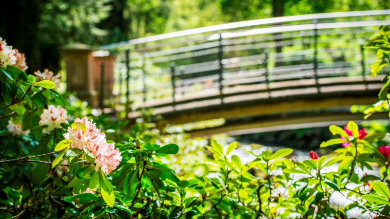 Blühende Rhododendron im Vordergrund, eine geschwungene Brücke im Hintergrund, umgeben von grünem Laub im Kurpark., © Nördlicher Schwarzwald Blühende Rhododendron im Vordergrund, eine geschwungene Brücke im Hintergrund, umgeben von grünem Laub im Kurpark., © Nördlicher Schwarzwald
