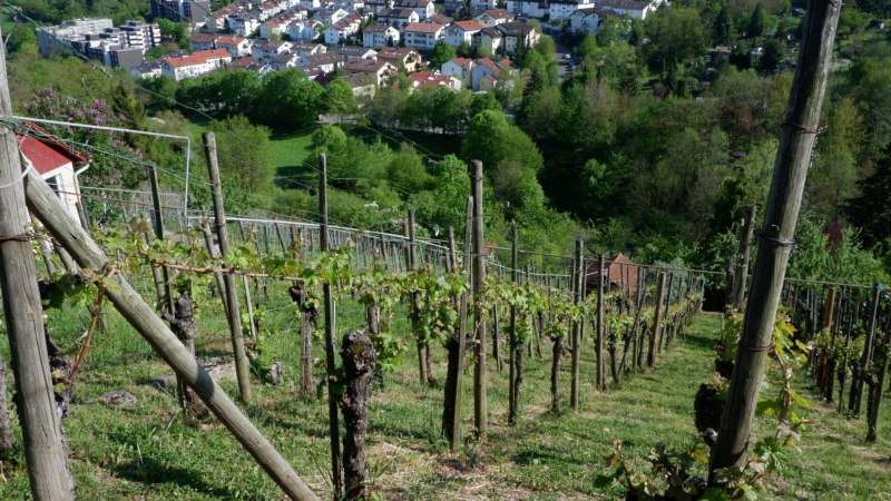 Ein Weinberg mit gr&uuml;nen Reben auf einem Hang. Im Hintergrund ist eine Stadt mit vielen H&auml;usern und B&auml;umen zu sehen., &copy; Steilwerk Rohracker