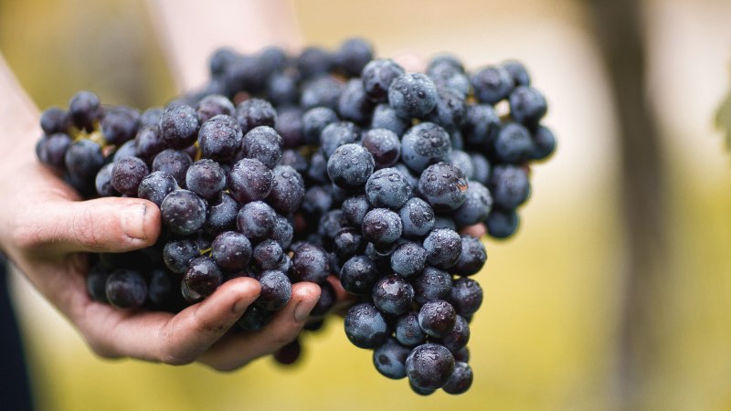 H&auml;nde halten frisch geerntete, dunkelviolette Trauben mit Wassertropfen. Der Hintergrund ist unscharf und gr&uuml;nlich., &copy; &copy; Weingut Schwarz