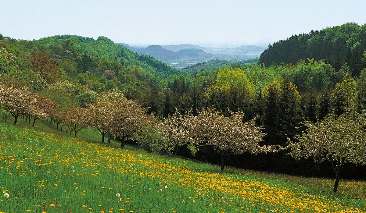 Blühende Wiese mit gelben Blumen und blühenden Bäumen, umgeben von grünen Hügeln und Wäldern., © Tourismusgemeinschaft Marbach-Bottwartal Blühende Wiese mit gelben Blumen und blühenden Bäumen, umgeben von grünen Hügeln und Wäldern., © Tourismusgemeinschaft Marbach-Bottwartal