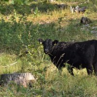 Ein schwarzes Rind steht auf einer Wiese im Wald, umgeben von Bäumen und Gras. Ein Baumstumpf ist im Vordergrund sichtbar., © Landratsamt Böblingen, Amt für Forsten Ein schwarzes Rind steht auf einer Wiese im Wald, umgeben von Bäumen und Gras. Ein Baumstumpf ist im Vordergrund sichtbar., © Landratsamt Böblingen, Amt für Forsten