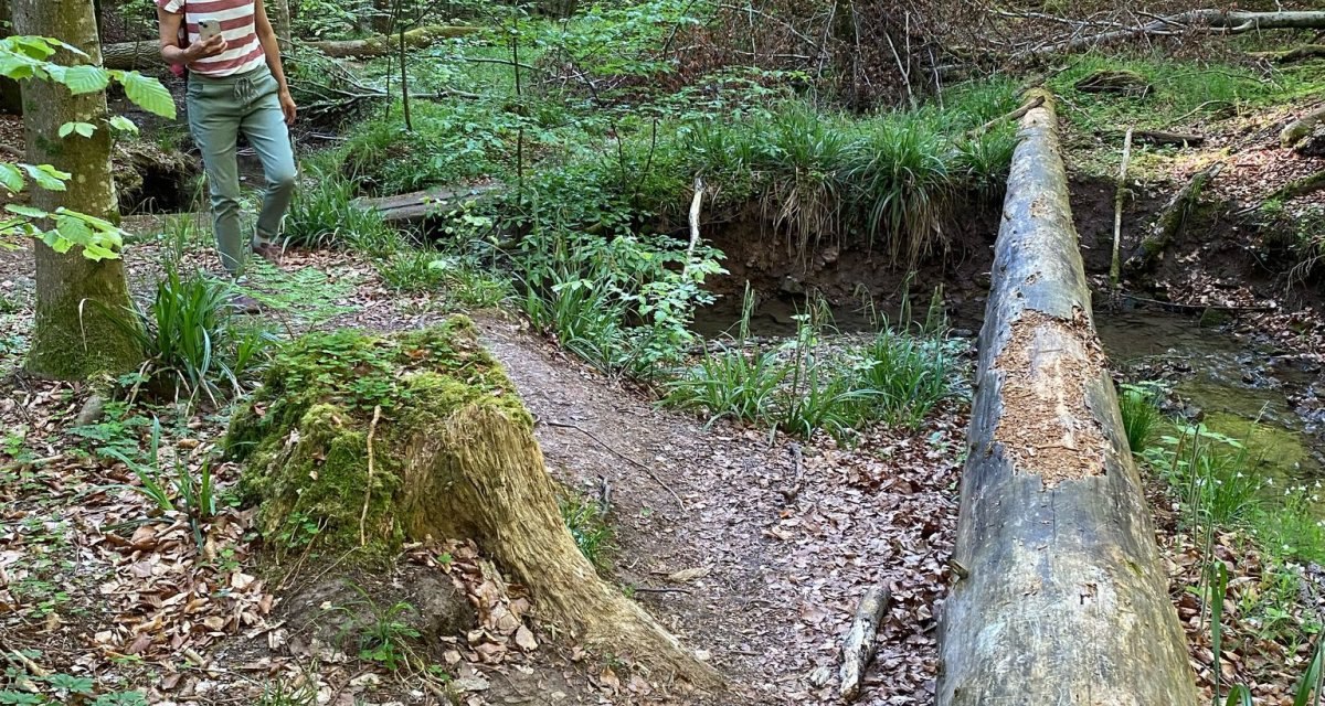 Bannwald Plochingen, © Kulturamt Stadt Plochingen Bannwald Plochingen, © Kulturamt Stadt Plochingen