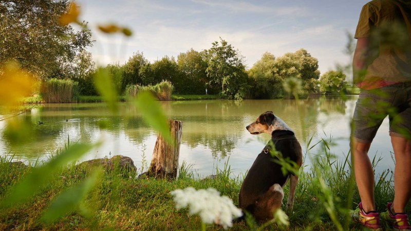 Ein Hund sitzt neben einer Person am Ufer eines Sees, umgeben von grüner Vegetation und Bäumen. Im Hintergrund schwimmen Enten., © Stadt Vaihingen an der Enz, Foto: Winkler Ein Hund sitzt neben einer Person am Ufer eines Sees, umgeben von grüner Vegetation und Bäumen. Im Hintergrund schwimmen Enten., © Stadt Vaihingen an der Enz, Foto: Winkler