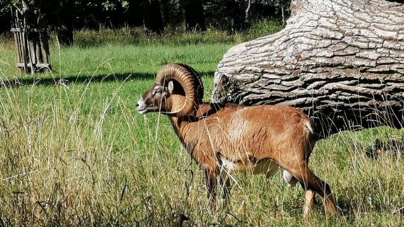 Ein Mufflon steht auf einer gr&uuml;nen Wiese vor einem umgest&uuml;rzten Baumstamm im Favoritepark., &copy; &copy; T&E