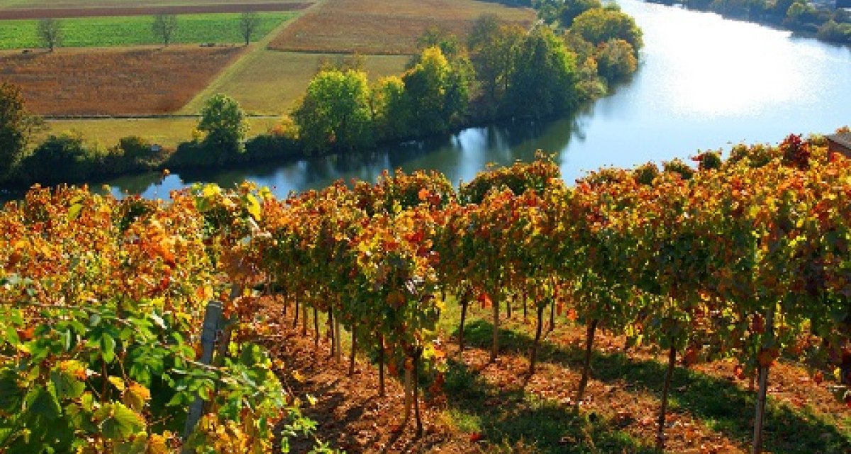 Weinreben auf einer Terrasse, im Vordergrund herbstliche Blätter. Im Hintergrund ein Fluss und Felder, die in der Sonne leuchten., © 3B-Tourismus-Team Weinreben auf einer Terrasse, im Vordergrund herbstliche Blätter. Im Hintergrund ein Fluss und Felder, die in der Sonne leuchten., © 3B-Tourismus-Team