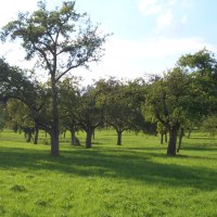 Grüne Streuobstwiese mit mehreren Obstbäumen unter blauem Himmel bei Hildrizhausen., © Natur.Nah. Schönbuch & Heckengäu