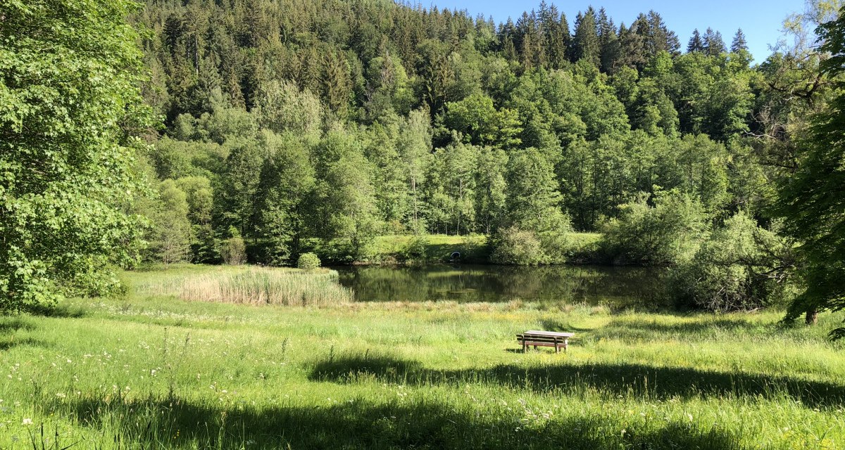 Ein idyllischer Teich inmitten eines Waldes, umgeben von grünen Wiesen und Bäumen, mit einer Bank im Vordergrund unter blauem Himmel., © Nördlicher Schwarzwald Ein idyllischer Teich inmitten eines Waldes, umgeben von grünen Wiesen und Bäumen, mit einer Bank im Vordergrund unter blauem Himmel., © Nördlicher Schwarzwald