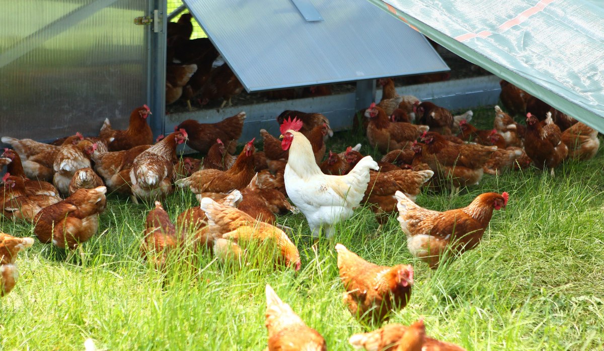 Viele braune Hühner und ein weißer Hahn auf einer grünen Wiese neben einem Unterstand auf dem Hof Binder., © Landratsamt Böblingen Viele braune Hühner und ein weißer Hahn auf einer grünen Wiese neben einem Unterstand auf dem Hof Binder., © Landratsamt Böblingen