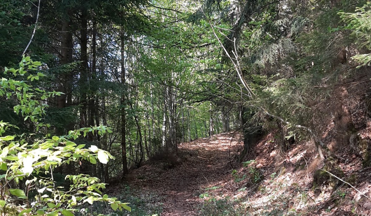 Gaildorfer Singletrail am Kirchberg, &copy; Petra Natzkowski