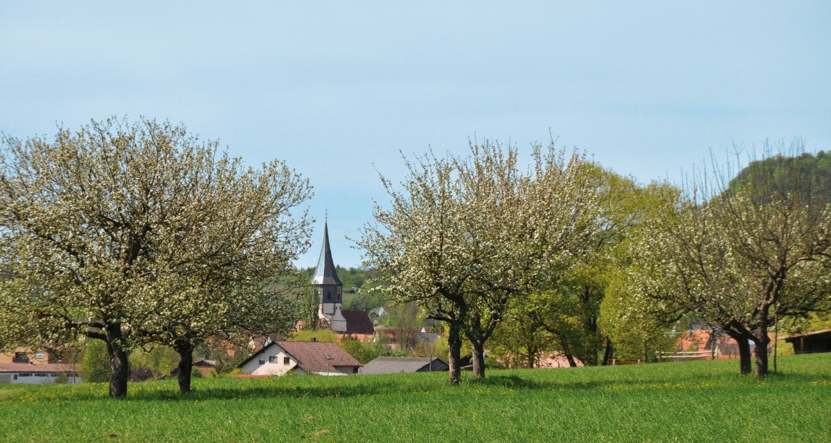 Blühende Bäume auf einer Wiese, im Hintergrund ein Kirchturm und Häuser. Der Himmel ist klar und blau., © Land der 1000 Hügel - Kraichgau-Stromberg Blühende Bäume auf einer Wiese, im Hintergrund ein Kirchturm und Häuser. Der Himmel ist klar und blau., © Land der 1000 Hügel - Kraichgau-Stromberg