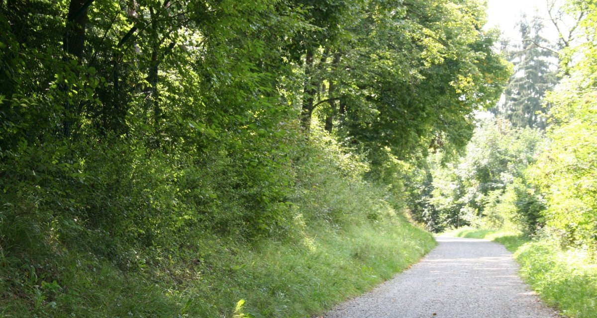 Ein sonniger Waldweg führt durch üppiges Grün, gesäumt von hohen Bäumen und dichtem Gebüsch. Der Weg ist mit Kies bedeckt., © Natur.Nah. Schönbuch & Heckengäu Ein sonniger Waldweg führt durch üppiges Grün, gesäumt von hohen Bäumen und dichtem Gebüsch. Der Weg ist mit Kies bedeckt., © Natur.Nah. Schönbuch & Heckengäu
