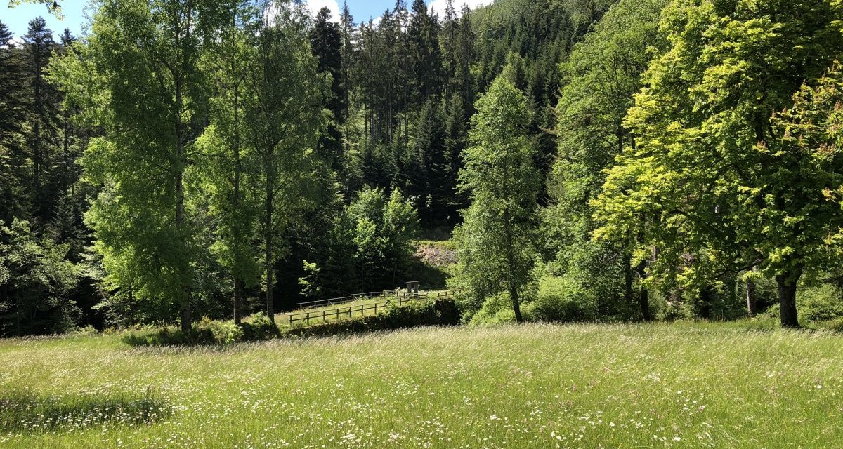 Grüne Wiese mit blühenden Blumen, umgeben von hohen Bäumen und dichtem Wald im Hintergrund. Der Himmel ist klar und blau., © Nördlicher Schwarzwald Grüne Wiese mit blühenden Blumen, umgeben von hohen Bäumen und dichtem Wald im Hintergrund. Der Himmel ist klar und blau., © Nördlicher Schwarzwald