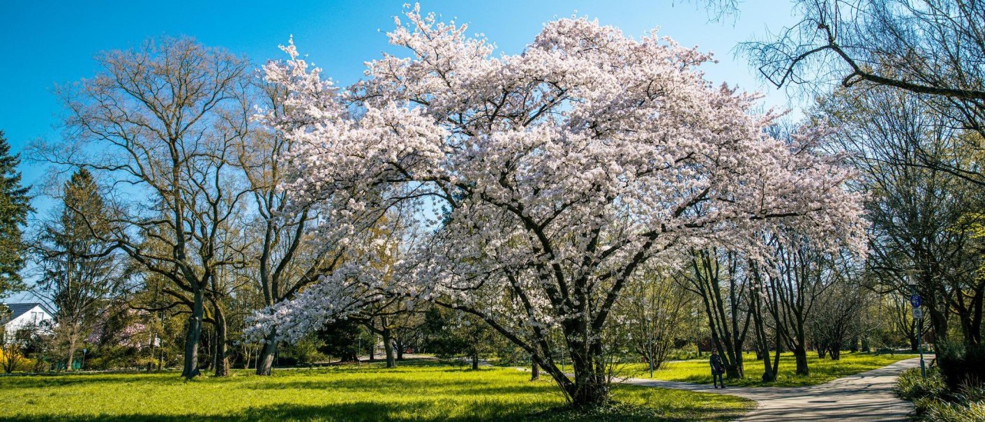 Ein bl&uuml;hender Kirschbaum im Salamander Park Kornwestheim, umgeben von gr&uuml;ner Wiese und klarem, blauem Himmel., &copy; Stuttgart-Marketing GmbH, Sarah Schmid