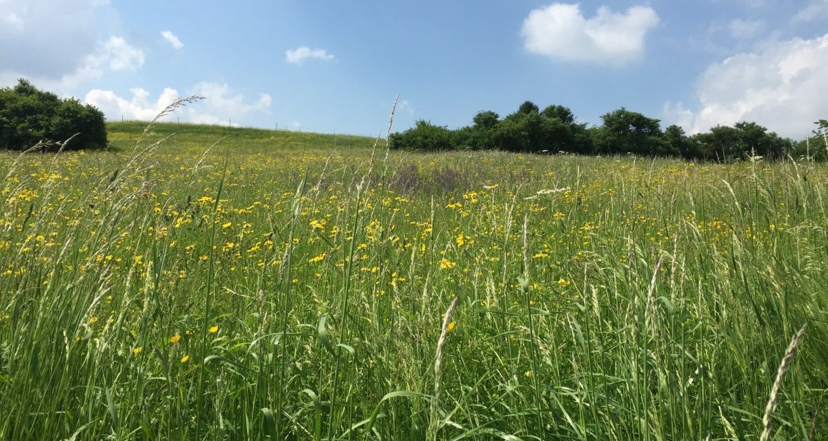 Eine blühende Wiese mit gelben Blumen erstreckt sich unter einem blauen Himmel mit weißen Wolken bei Poltringen., © www.pro-cycl.de Eine blühende Wiese mit gelben Blumen erstreckt sich unter einem blauen Himmel mit weißen Wolken bei Poltringen., © www.pro-cycl.de