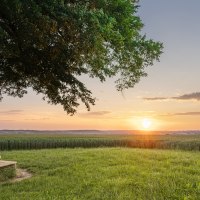 Großer Baum mit Bank auf Wiese, Sonnenuntergang im Hintergrund, weites Feld und Horizont sichtbar., © SMG, Martina Denker Großer Baum mit Bank auf Wiese, Sonnenuntergang im Hintergrund, weites Feld und Horizont sichtbar., © SMG, Martina Denker