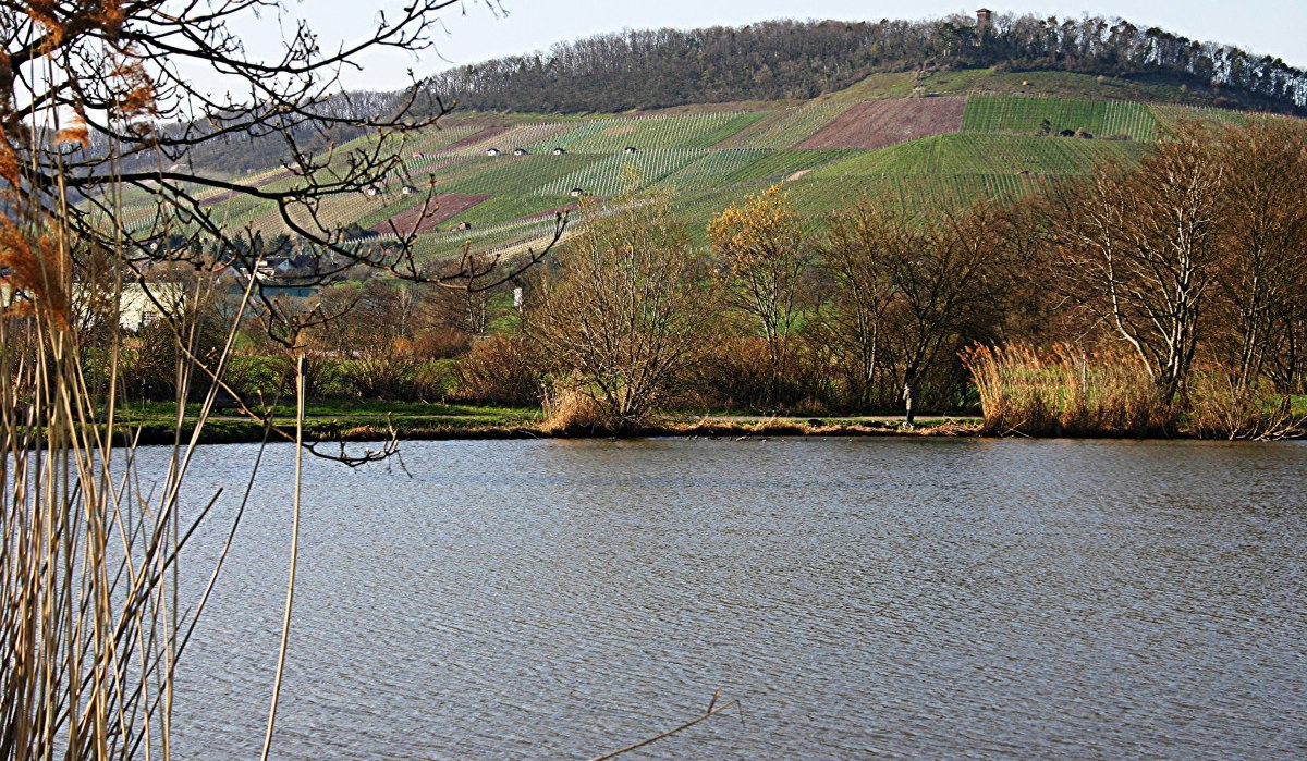 Hügel mit Weinbergen und Turm im Hintergrund, See im Vordergrund, umgeben von Bäumen und Schilf., © Land der 1000 Hügel - Kraichgau-Stromberg Hügel mit Weinbergen und Turm im Hintergrund, See im Vordergrund, umgeben von Bäumen und Schilf., © Land der 1000 Hügel - Kraichgau-Stromberg