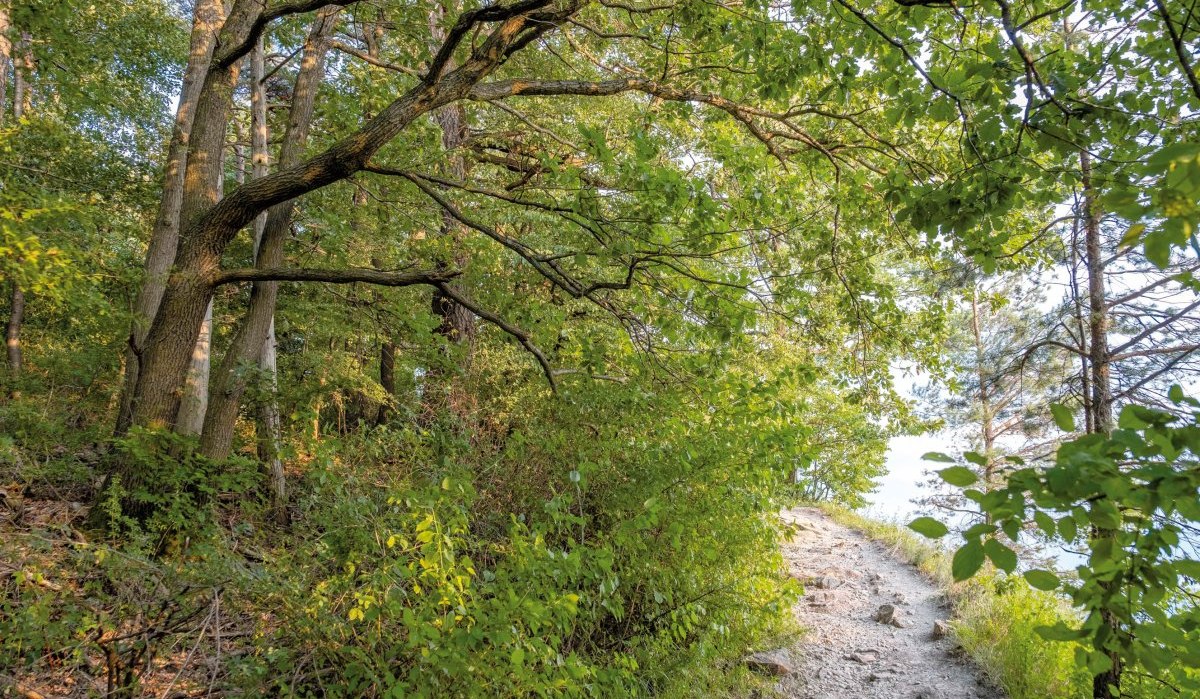 H&ouml;rnleskopf Weg, &copy; Gemeinde Korb