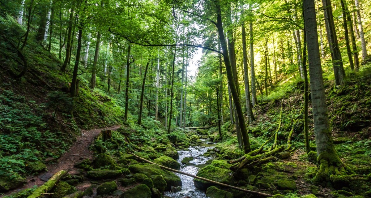 Ein schmaler Wanderpfad führt direkt am Monbach entlang, © Nördlicher Schwarzwald Ein schmaler Wanderpfad führt direkt am Monbach entlang, © Nördlicher Schwarzwald