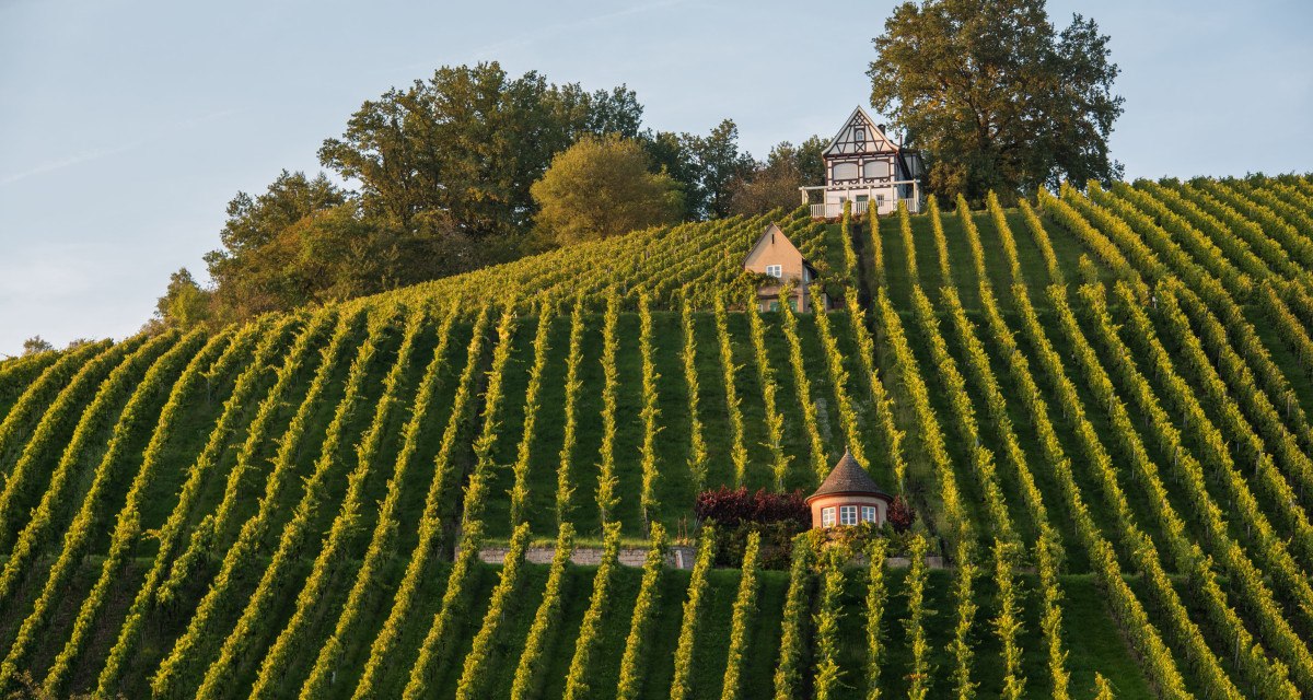 Ein malerischer Weinberg mit geordneten Rebenreihen, einem kleinen Haus und einem Fachwerkhaus auf einem H&uuml;gel, umgeben von B&auml;umen.