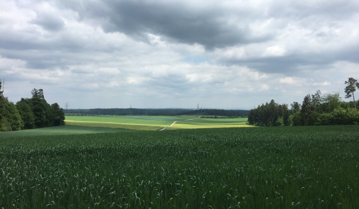 Weite Getreidefelder erstrecken sich unter einem bew&ouml;lkten Himmel. Im Hintergrund sind W&auml;lder und ein schmaler Weg zu sehen., &copy; www.pro-cycl.de