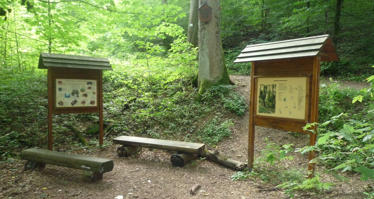 Zwei Informationstafeln und Holzbänke stehen im grünen Wald auf einem Naturlehrpfad. Die Umgebung ist dicht bewachsen und ruhig., © Bad Urach Tourismus