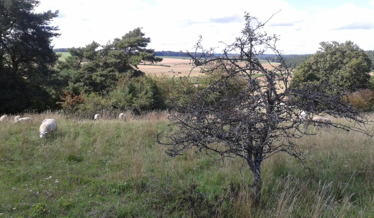 Grüne Wiese mit Schafen, kahler Baum im Vordergrund, Bäume und Felder im Hintergrund unter blauem Himmel., © Natur.Nah. Schönbuch & Heckengäu Grüne Wiese mit Schafen, kahler Baum im Vordergrund, Bäume und Felder im Hintergrund unter blauem Himmel., © Natur.Nah. Schönbuch & Heckengäu