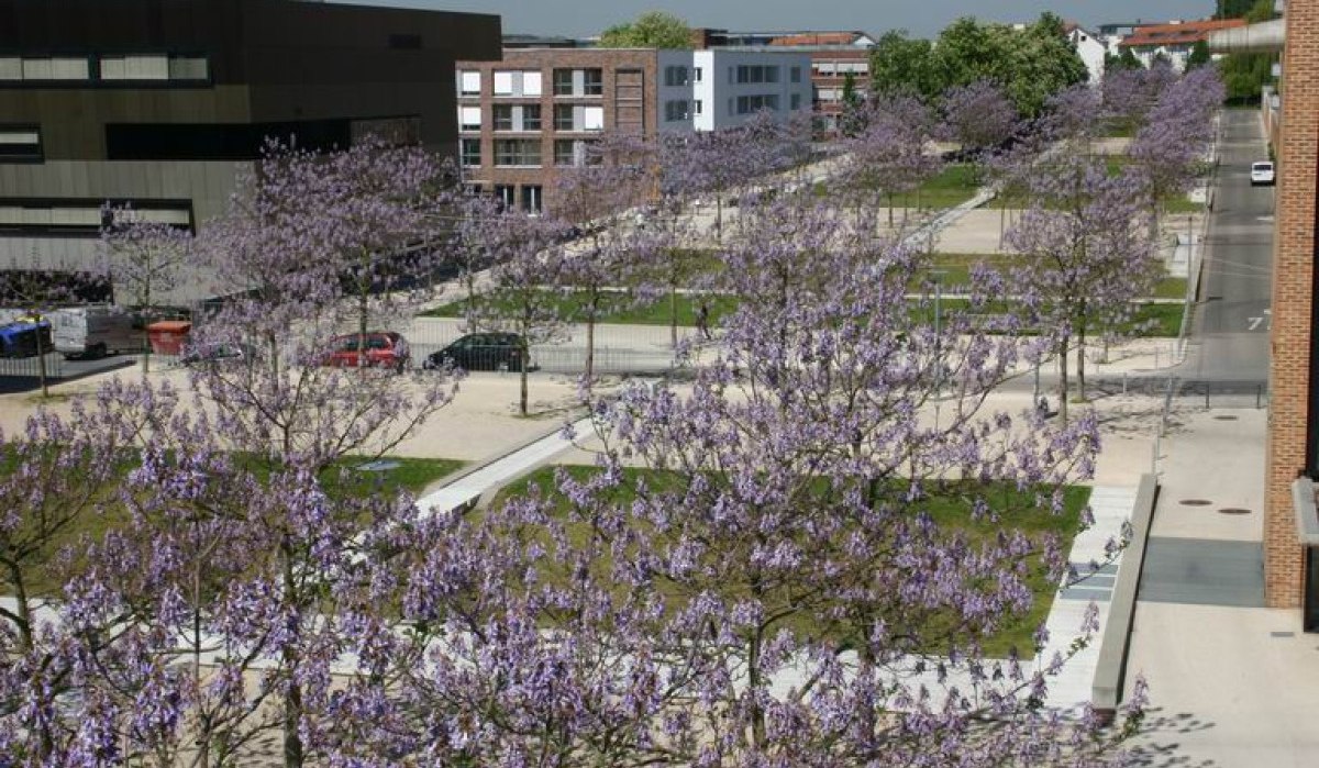Blühende Paulownienbäume säumen eine städtische Straße, umgeben von modernen Gebäuden und geparkten Autos., © Stuttgart-Marketing GmbH