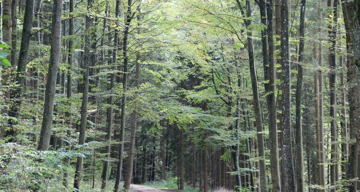Der Wanderweg f&uuml;hrt durch die W&auml;lder um Ramschel, &copy; Bad Urach Tourismus