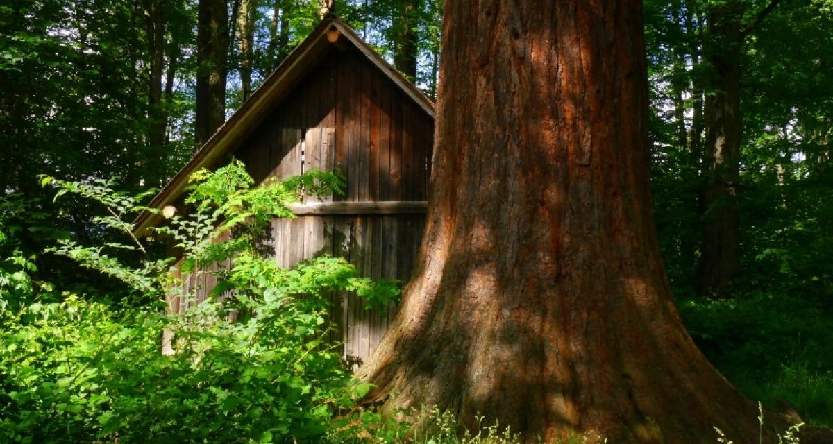 Ein riesiger Mammutbaum steht neben einer kleinen Holzh&uuml;tte im dichten, gr&uuml;nen Wald., &copy; Natur.Nah. Sch&ouml;nbuch & Heckeng&auml;u