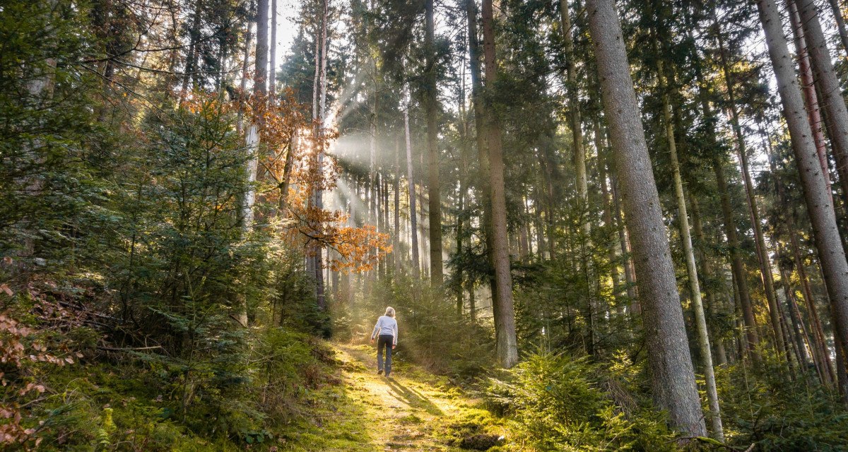Eine Person wandert auf einem sonnendurchfluteten Waldweg, umgeben von hohen Bäumen und grünem Unterholz., © Nördlicher Schwarzwald
