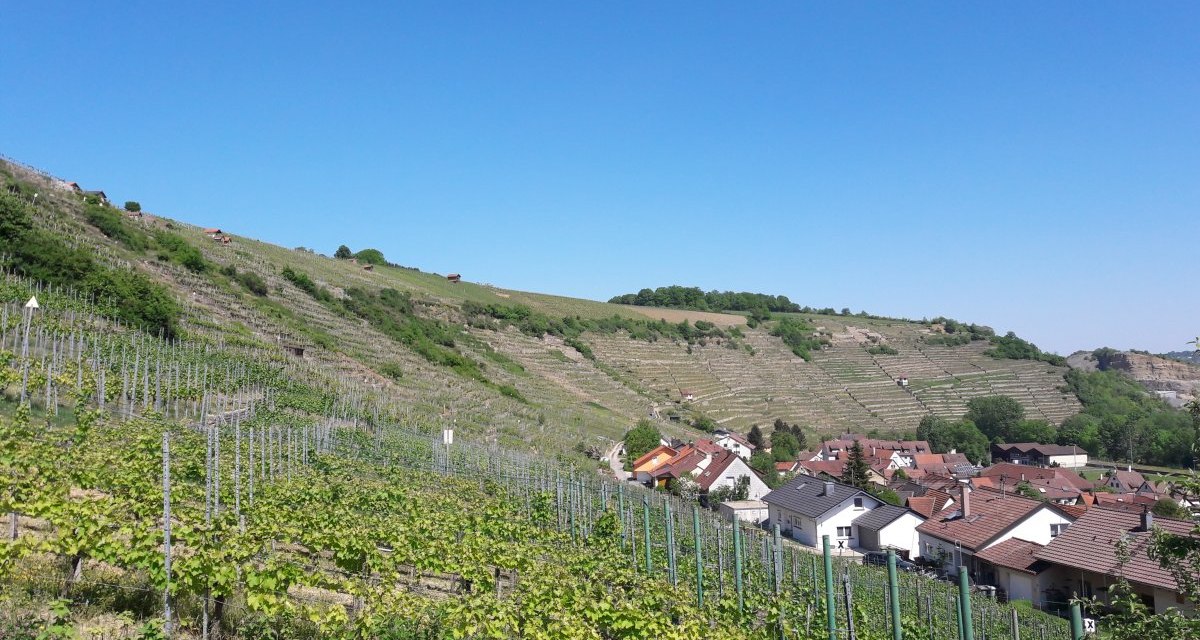Weinberge erstrecken sich &uuml;ber H&uuml;gel, im Hintergrund ein Dorf mit roten D&auml;chern unter klarem, blauem Himmel., &copy; Land der 1000 H&uuml;gel - Kraichgau-Stromberg