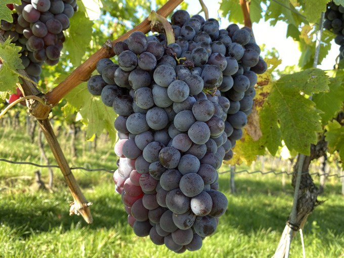 Reife, dunkelviolette Trauben hängen an einem Weinstock. Im Hintergrund sind grüne Blätter und ein sonniger Himmel zu sehen., © Weingenuss Stuttgart Reife, dunkelviolette Trauben hängen an einem Weinstock. Im Hintergrund sind grüne Blätter und ein sonniger Himmel zu sehen., © Weingenuss Stuttgart