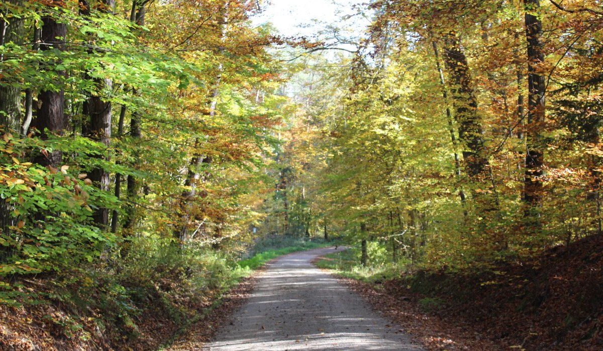 Ein schmaler Waldweg führt durch einen herbstlichen Wald mit buntem Laub und Sonnenlicht, das durch die Bäume scheint., © Natur.Nah. Schönbuch & Heckengäu Ein schmaler Waldweg führt durch einen herbstlichen Wald mit buntem Laub und Sonnenlicht, das durch die Bäume scheint., © Natur.Nah. Schönbuch & Heckengäu