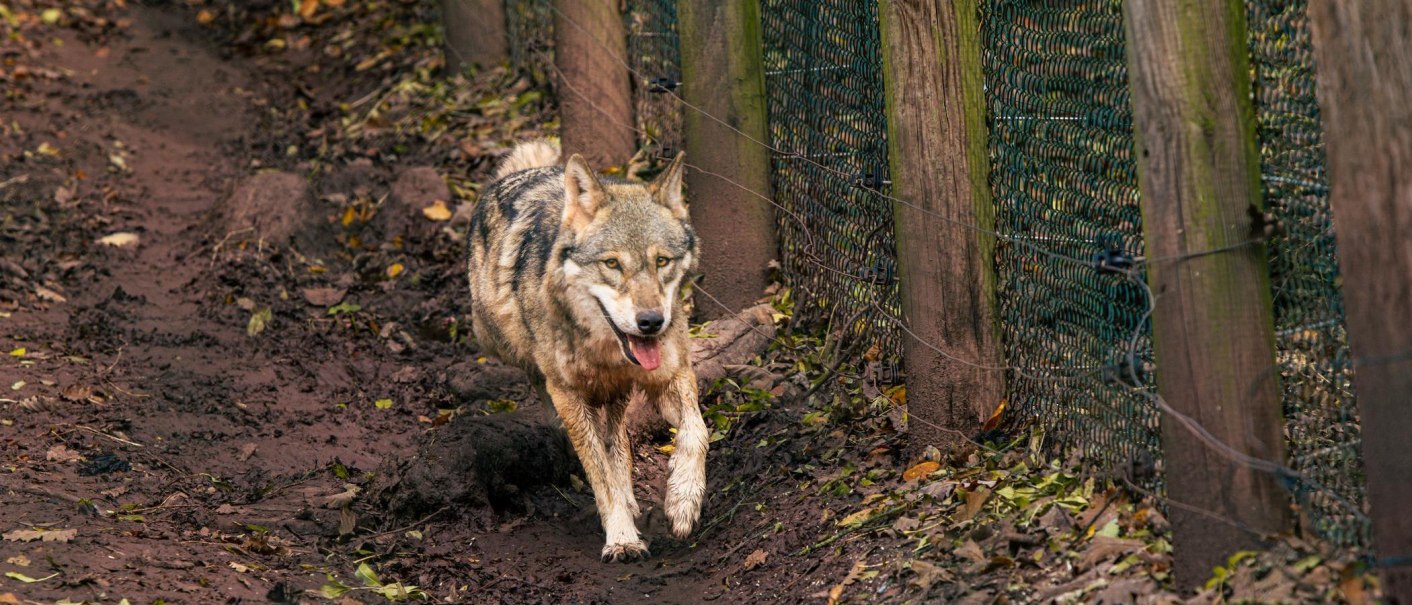 Ein Wolf läuft auf einem schlammigen Pfad entlang eines Zauns im Wald. Der Boden ist mit Blättern bedeckt., © Stuttgart-Marketing GmbH, Sarah Schmid Ein Wolf läuft auf einem schlammigen Pfad entlang eines Zauns im Wald. Der Boden ist mit Blättern bedeckt., © Stuttgart-Marketing GmbH, Sarah Schmid