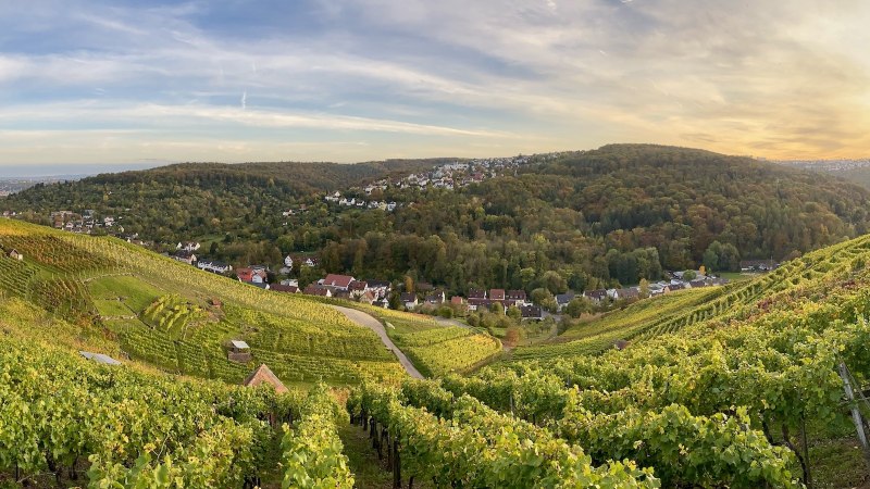 WG Hedelfingen, © Weingärtnergenossenschaft Hedelfingen WG Hedelfingen, © Weingärtnergenossenschaft Hedelfingen