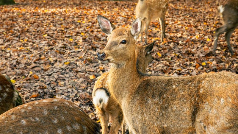 Dammhirsche im herbstlichen Wald, umgeben von buntem Laub. Ein Hirsch schaut aufmerksam in die Kamera., © Stuttgart-Marketing GmbH, Sarah Schmid Dammhirsche im herbstlichen Wald, umgeben von buntem Laub. Ein Hirsch schaut aufmerksam in die Kamera., © Stuttgart-Marketing GmbH, Sarah Schmid