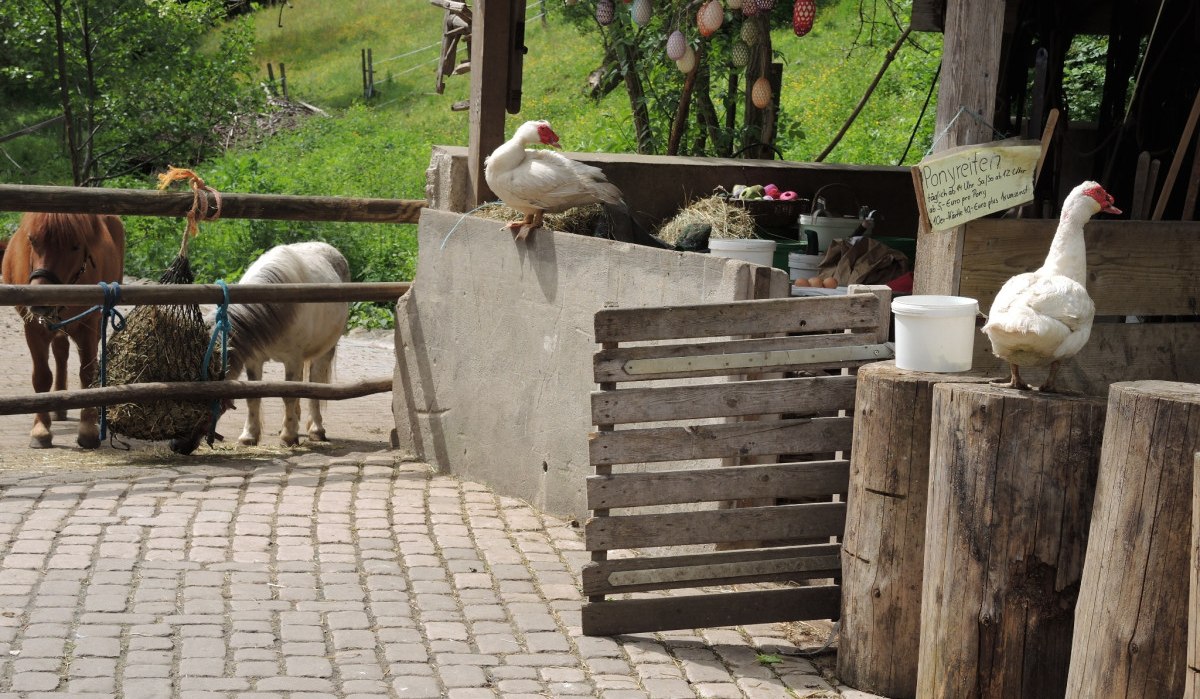 Bauernhofidylle mit Ponys und Ente: Zwei Ponys fressen Heu, w&auml;hrend eine Ente auf einem Holzstamm sitzt. Ein Schild bietet Ponyreiten an., &copy; Natur.Nah. Sch&ouml;nbuch & Heckeng&auml;u