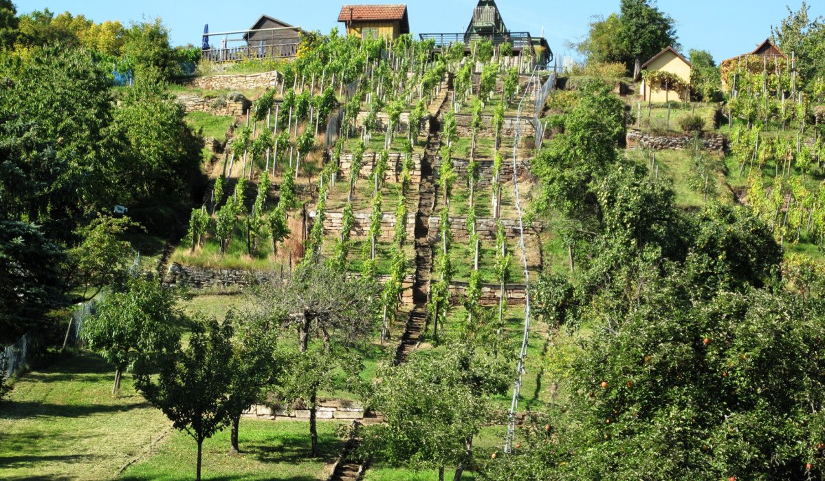 Ein terrassierter Weinberg mit gr&uuml;nen Reben und kleinen H&uuml;tten auf einem sonnigen H&uuml;gel. Die Landschaft ist von B&auml;umen umgeben., &copy; RadL Leonberg