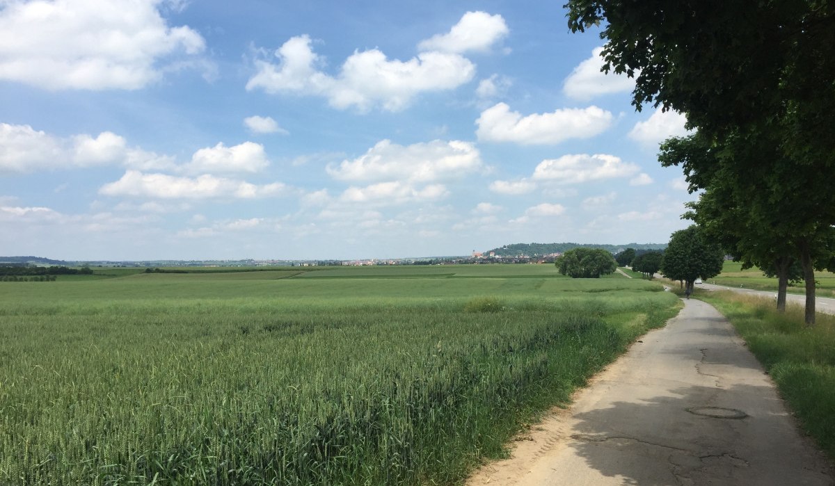 Ein Feldweg führt durch grüne Felder, gesäumt von Bäumen. Im Hintergrund ist eine Stadt und ein Hügel zu sehen., © www.pro-cycl.de