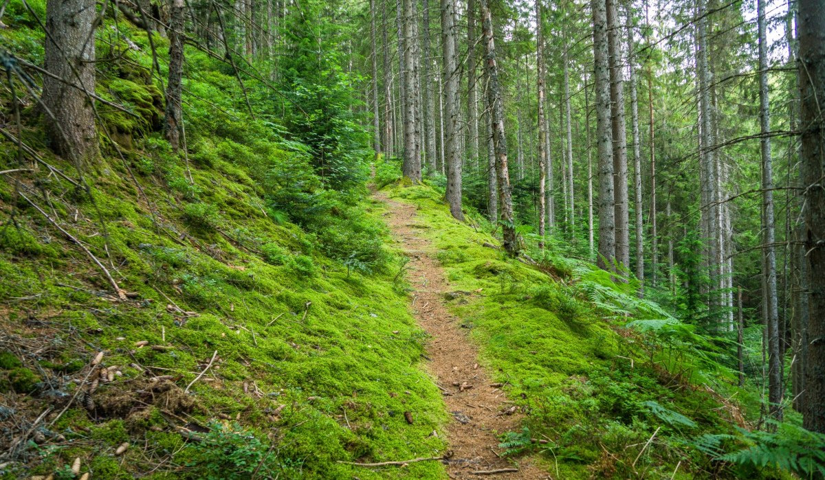 Ein schmaler Pfad schlängelt sich durch einen dichten Wald, umgeben von hohen Bäumen und üppigem Moos., © Nördlicher Schwarzwald Ein schmaler Pfad schlängelt sich durch einen dichten Wald, umgeben von hohen Bäumen und üppigem Moos., © Nördlicher Schwarzwald