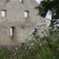 Wildblumen im Vordergrund, darunter weiße Margeriten, vor einer unscharfen Ruine im Hintergrund. Der Himmel ist leicht bewölkt., © Bad Urach Tourismus Wildblumen im Vordergrund, darunter weiße Margeriten, vor einer unscharfen Ruine im Hintergrund. Der Himmel ist leicht bewölkt., © Bad Urach Tourismus