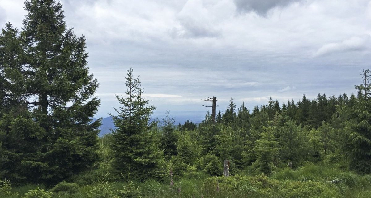 Grüne Waldlandschaft mit Tannenbäumen unter einem bewölkten Himmel. Ein einzelner abgestorbener Baumstamm ragt hervor., © www.pro-cycl.de Grüne Waldlandschaft mit Tannenbäumen unter einem bewölkten Himmel. Ein einzelner abgestorbener Baumstamm ragt hervor., © www.pro-cycl.de