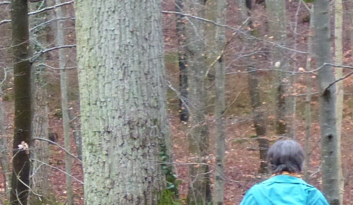 Person im blauen Mantel steht im Wald. Ein Baum trägt ein orangefarbenes Schild mit der Nummer '3'. Herbstliche Atmosphäre., © Natur.Nah. Schönbuch & Heckengäu