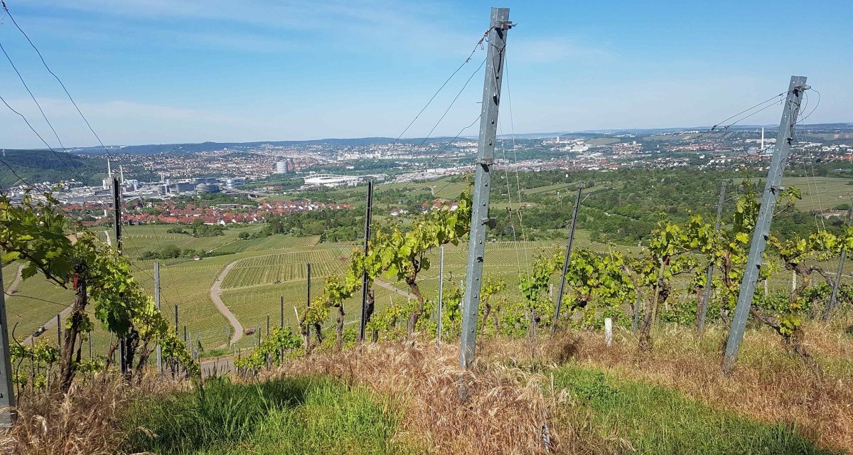 Weinberge auf dem Kappelberg mit Blick auf Stuttgart. Im Hintergrund ist die Stadtlandschaft unter blauem Himmel zu sehen., &copy; Remstal Tourismus e.V.